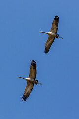 two cranes in flight