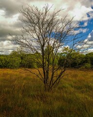 Obraz premium View of the beautiful moor landscape in the High Fens nature reserve