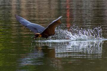 Indian flying Fox