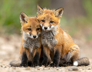 Two adorable fox kits sit close together, displaying their fluffy orange fur.