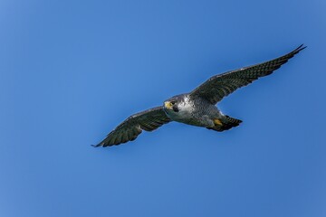 青空バックに悠然と飛ぶハヤブサ成鳥