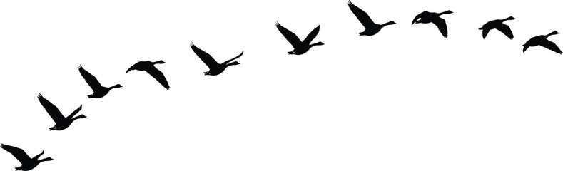 Flying duck silhouettes in sequence on white background, black vector illustration perfect for wildlife, migration, nature scenes, and bird designs