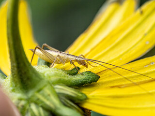 Oecanthus pellucens (Lower Austria July, 2025)
