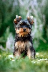 yorkshire terrier walking in the park
