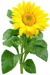 Obraz premium A vibrant yellow sunflower with green leaves, isolated on a white background, displaying dew drops