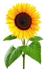 Obraz premium Single sunflower with vibrant yellow petals and dark brown center, standing tall against a white background, with healthy green leaves