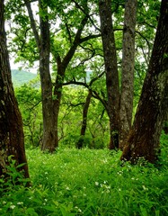 Obraz premium Lush forest clearing