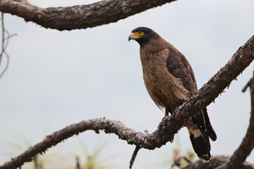  Crested serpent eagle (Spilornis cheela) is a medium-sized bird of prey that is found in forested habitats across tropical Asia. This photo was taken in North India.