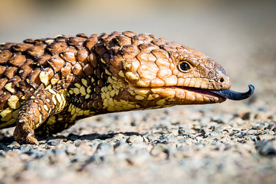 Close-up of a shingleback lizard with its tongue extended on a gravel surface