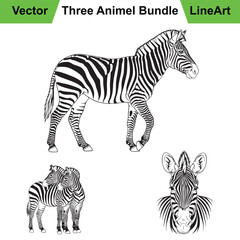 Collection of Zebra Illustrations in Three Distinct Line Art Poses