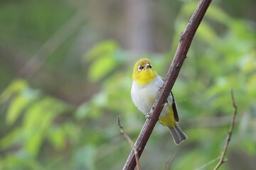 The Indian white-eye (Zosterops palpebrosus), formerly the Oriental white-eye, is a small species of passerine bird in the white-eye family. This photo was taken in North India.