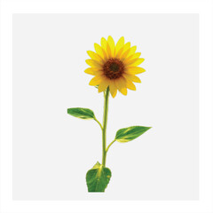 sunflower on white background