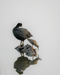 great crested grebe