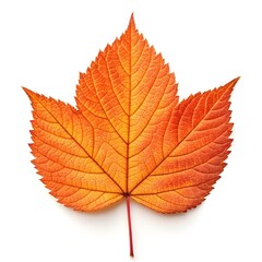 Obraz premium Orange Pincushion Leaf with Sleek Green Form and Subtle Native Elegance Perfectly Displayed on Clean White Background for Fresh Natural Botanical Still Life and Exotic Showcase