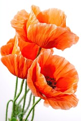 Obraz premium Three vibrant orange poppies, petals ruffled and detailed, against a plain white background