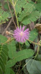 pink flower in the garden