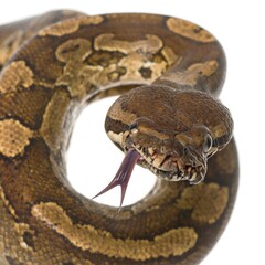 Fototapeta premium Close-up of a Python Snake with Tongue Extended