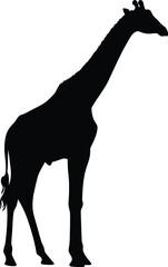 Majestic giraffe silhouette african wildlife safari animal elegant silhouette vector