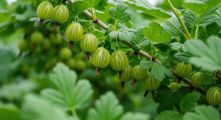 Green gooseberries growing on a bush in sunlight