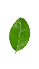 Fototapeta premium Single lime leaf, vibrant green
