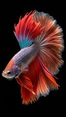 Betta fish,Siamese fighting fish,siamese fighting fish betta splendens (Halfmoon betta,Betta splendens Pla-kad ( biting fish) isolated on black background