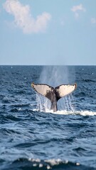 Whale tail emerging from water