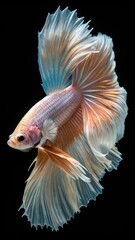 Fototapeta premium Fighting fish, Halfmoon betta fish, siamese fighting fish, Capture moving of fish