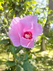 Pink Hibiscus Blossom in Sunlight