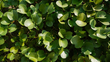 green leaves background