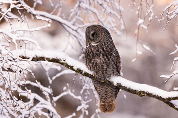 great grey owl