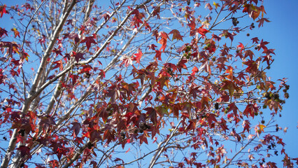 branches of a tree