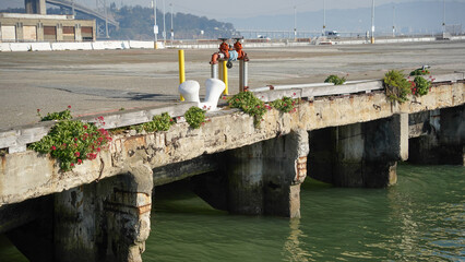 pelicans on the pier