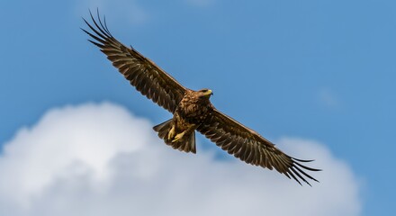 Obraz premium Eagle soaring in blue sky