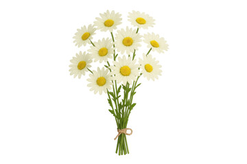Bouquet of daisies tied with string on transparent background