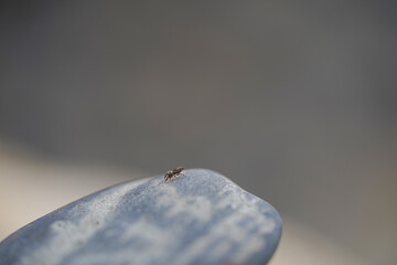 spider on a rock