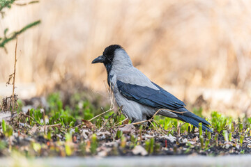 Hooded crow, corvus cornix, standing on the lawn in the spring or summer