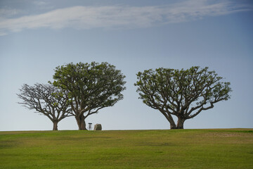 lonely tree in the field