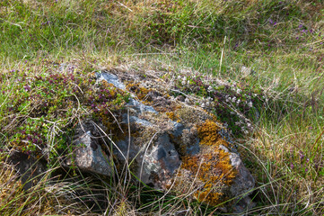 East Iceland, moss and plants growing on large stone