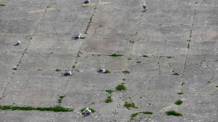 Obraz premium birds laying on the ground