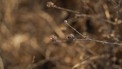 dragonfly on a branch