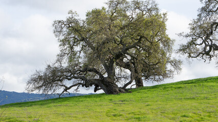 tree in the field