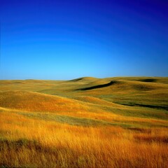 Fototapeta premium Golden grasslands stretch across rolling hills under a clear, vibrant blue sky, creating a serene and expansive landscape