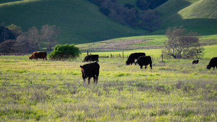 cows grazing in the field