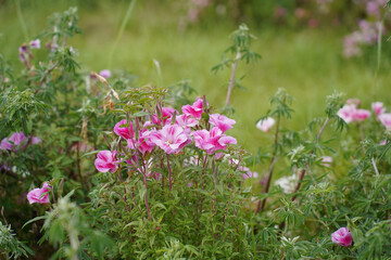 pink flowers in the meadow