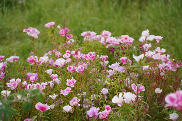 Naklejka premium pink flowers in the field
