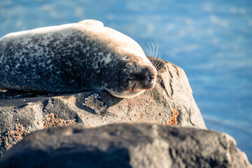 Seals on rocky beach of Iceland
