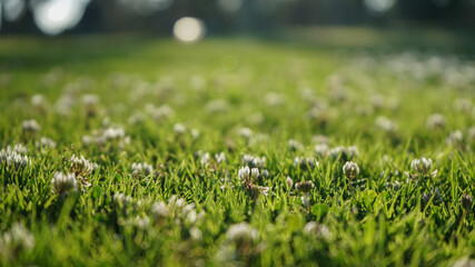 green grass in the grass