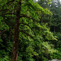 Fototapeta premium Lush forest scene