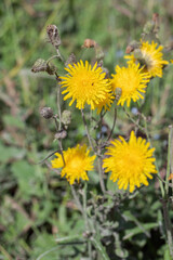 Field milk thistle with blossoms and seeds (Sonchus arvensis).