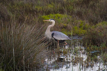 great blue heron ardea cinerea